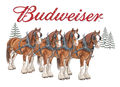 Budweiser Clydesdales