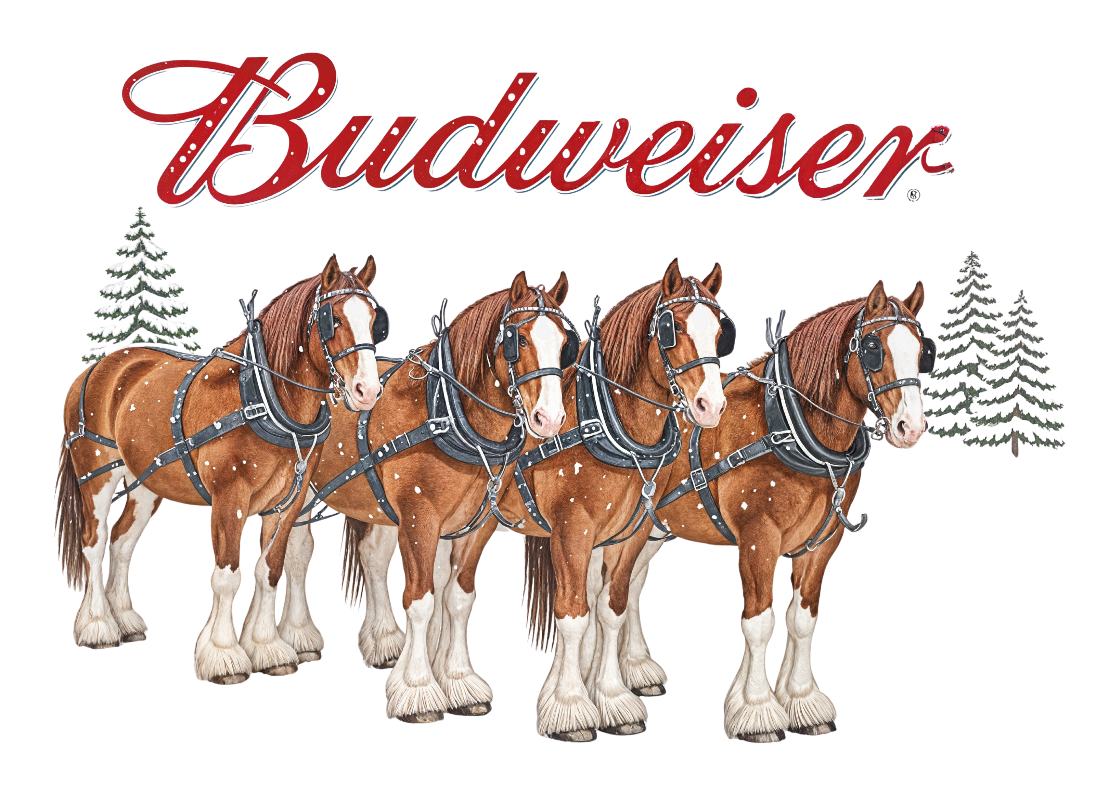 Budweiser Clydesdales