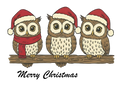 MERRY CHRISTMAS OWLS