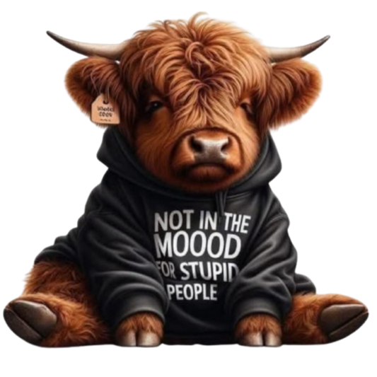 HIGHLAND COWS #51